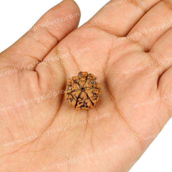 Certified Original Six 6 Mukhi Faced Rudraksha Bead for Focus, Discipline, Confidence & Willpower