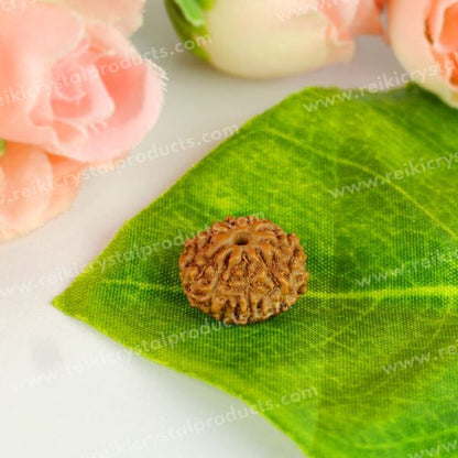 Certified Original Ten 10 Mukhi Faced Rudraksha Bead for Protection, Stability, Mental Clarity & Spiritual Strength
