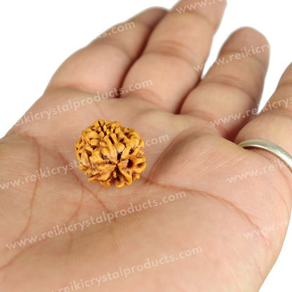 Certified Original Three 3 Mukhi Faced Rudraksha Bead for Confidence, Courage, Motivation & Transformation