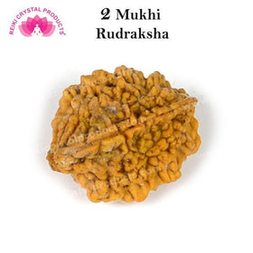 Certified Original Two 2 Mukhi Faced Rudraksha Bead for Harmony, Relationships, Emotional Balance & Inner Peace