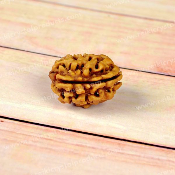 Certified Three 3 Mukhi Faced Rudraksha Bead for Confidence, Courage, Motivation & Transformation