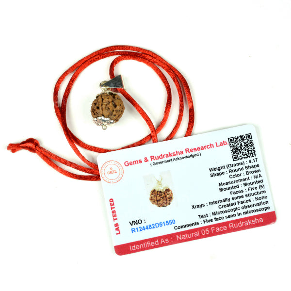 Lab Certified Five 5 Mukhi Rudraksha Pendant