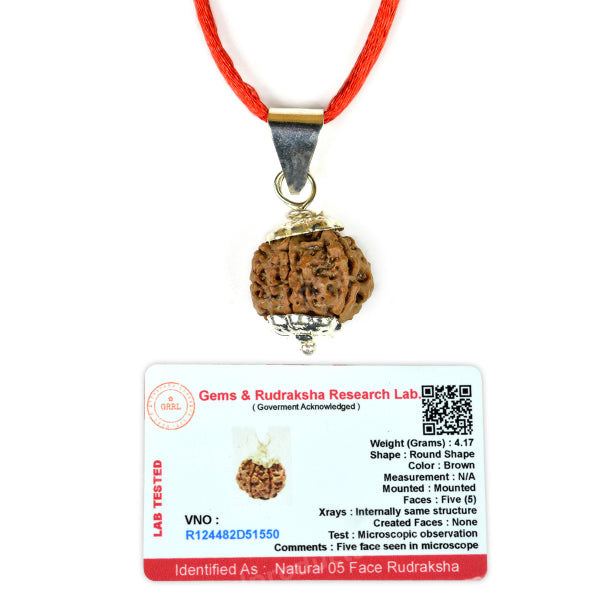 Lab Certified Five 5 Mukhi Rudraksha Pendant