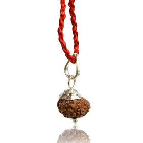 Lab Certified Seven 7 Mukhi Rudraksha Pendant